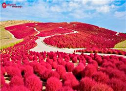 Tour Nhật Bản Mùa Thu 5N4Đ: Cung Đường Tokyo - Phú Sĩ - Cỏ Kochia